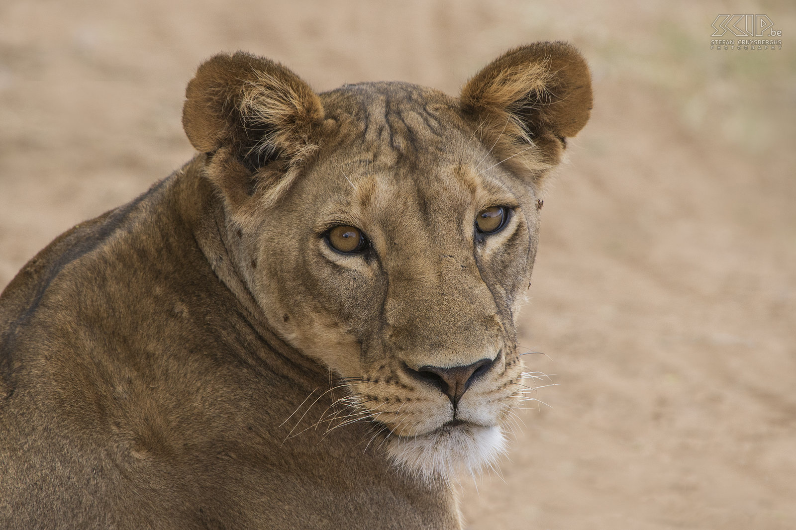 Samburu - Close-up leeuwin  Stefan Cruysberghs